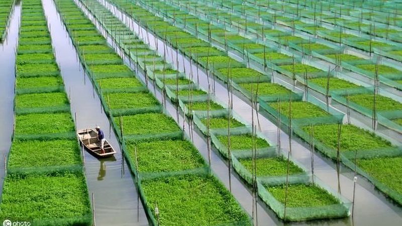 有机蔬菜与绿色蔬菜检测标准：解析与差异