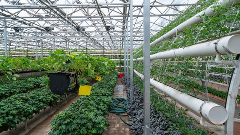四川大棚蔬菜种植技术：揭秘高效益的秘密武器