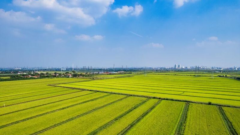 家庭农场大棚种植，这些作物更适合你