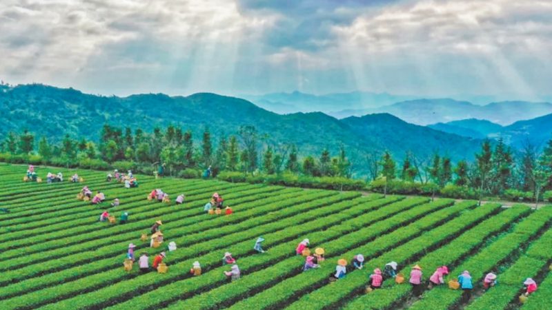 复合肥含量解析：揭秘科学施肥的关键**
