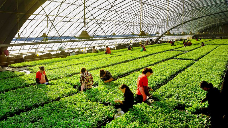 屋顶农业种植怎么选土